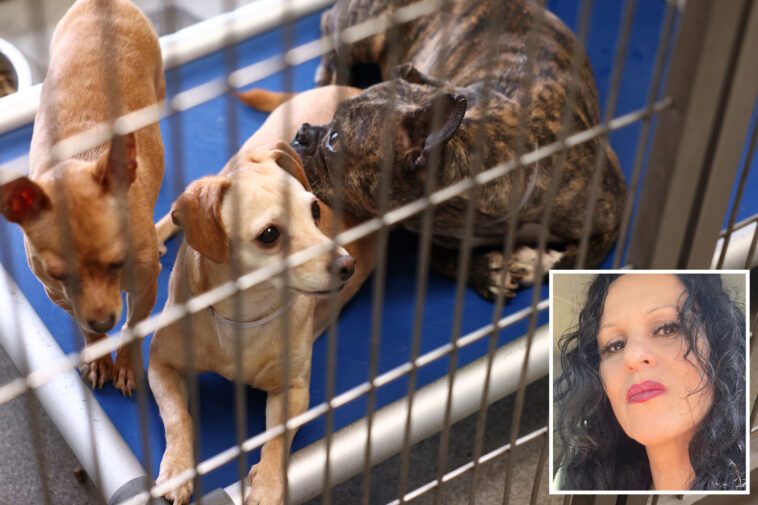 dogs-and-cats-seized-in-record-breaking-animal-rescue-could-be-caged-for-months-as-accused-hoarder-claims-innocence
