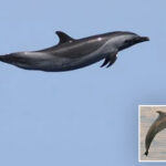 beloved-sea-mammal-dubbed-‘michael-jordan’-for-insane-act-confirming-the-wonder-of-nature
