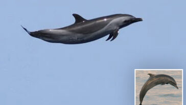 beloved-sea-mammal-dubbed-‘michael-jordan’-for-insane-act-confirming-the-wonder-of-nature