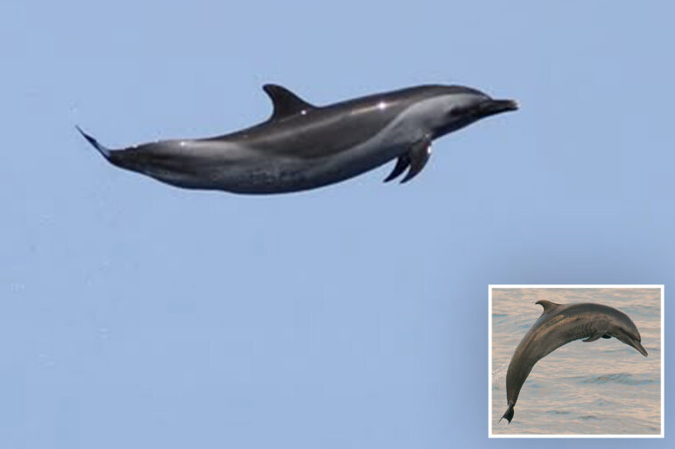 beloved-sea-mammal-dubbed-‘michael-jordan’-for-insane-act-confirming-the-wonder-of-nature