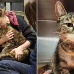 family-reunited-with-their-lost-cat-5-years-later-when-she-was-found-in-stranger’s-basement