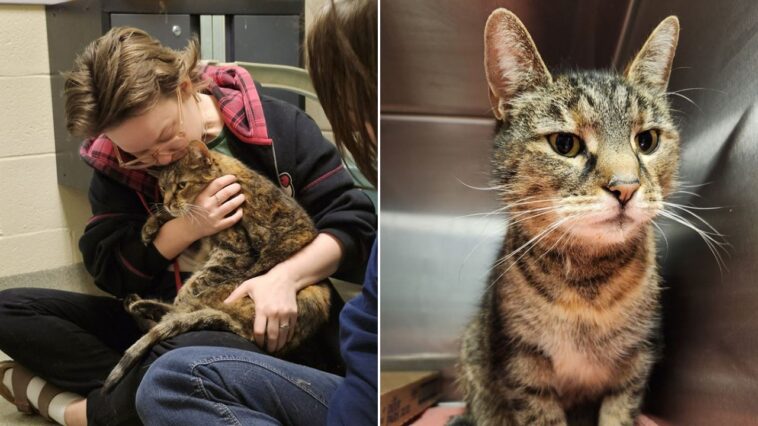 family-reunited-with-their-lost-cat-5-years-later-when-she-was-found-in-stranger’s-basement