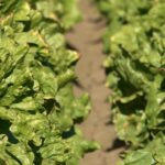 colorado-river-management-plans-to-be-determined-by-government-after-negotiations-stall