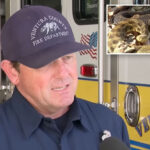 girl-is-bitten-by-a-rattlesnake-in-california-as-dangerous-encounters-rise