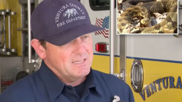 girl-is-bitten-by-a-rattlesnake-in-california-as-dangerous-encounters-rise