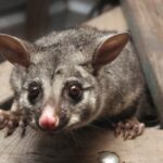 travelers-in-airport-shop-get-shock-of-their-lives-when-stuffed-animal-staring-at-them-turns-out-to-not-be-stuffed-at-all