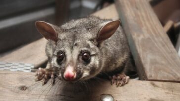 travelers-in-airport-shop-get-shock-of-their-lives-when-stuffed-animal-staring-at-them-turns-out-to-not-be-stuffed-at-all