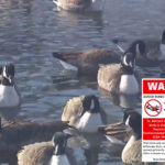 hundreds-of-geese-dying-around-picturesque-hamptons-pond-—-fueling-bird-flu-outbreak-worries