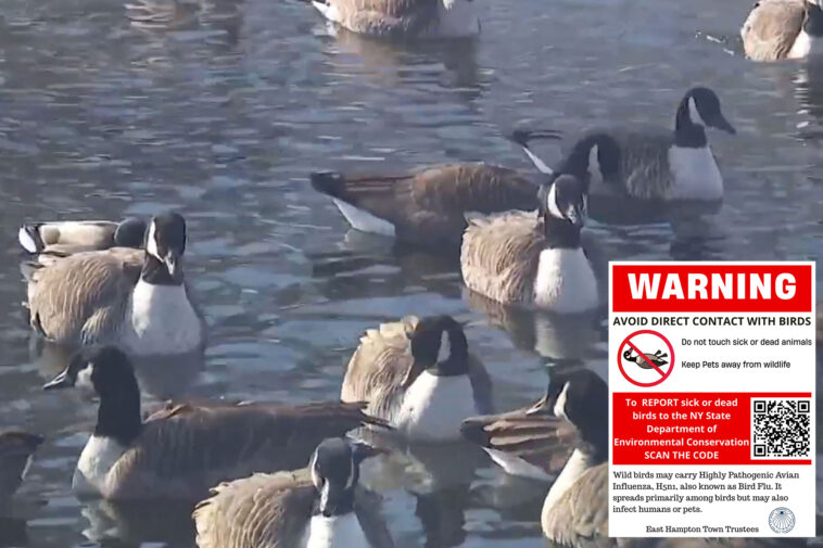 hundreds-of-geese-dying-around-picturesque-hamptons-pond-—-fueling-bird-flu-outbreak-worries