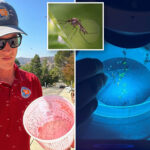 year-round-mosquitos-are-thriving-in-la-—-and-the-solution-could-cost-residents