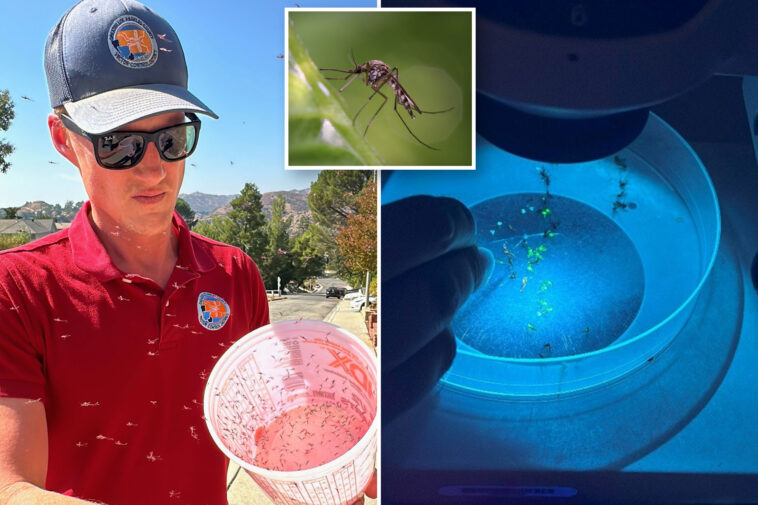 year-round-mosquitos-are-thriving-in-la-—-and-the-solution-could-cost-residents