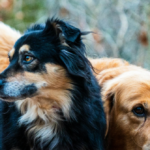 viral-video-of-dogs-escaping-in-china-racks-up-230-million-views