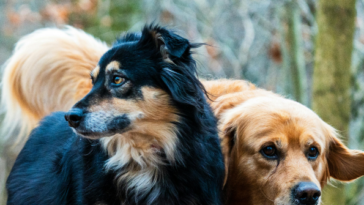 viral-video-of-dogs-escaping-in-china-racks-up-230-million-views