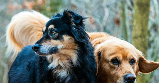 viral-video-of-dogs-escaping-in-china-racks-up-230-million-views