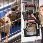 la-shelter-dogs-flown-to-chicago-after-massive-animal-rescue-to-get-star-studded-windy-city-welcome