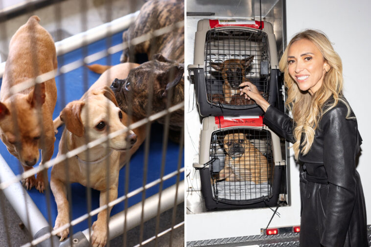 la-shelter-dogs-flown-to-chicago-after-massive-animal-rescue-to-get-star-studded-windy-city-welcome