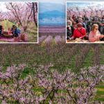 thousands-flock-to-greece’s-breathtaking-peach-blossoms:-‘never-seen-anything-like-this-before’