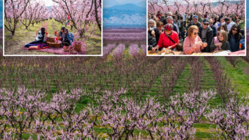 thousands-flock-to-greece’s-breathtaking-peach-blossoms:-‘never-seen-anything-like-this-before’