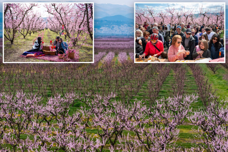 thousands-flock-to-greece’s-breathtaking-peach-blossoms:-‘never-seen-anything-like-this-before’