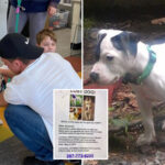 missing-dog-reunited-with-family-—-11-years-after-he-was-stolen-from-their-backyard