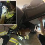 kansas-firefighters-rescue-chubby-cat-trapped-in-massive-recliner-while-trying-to-hide-from-the-vet