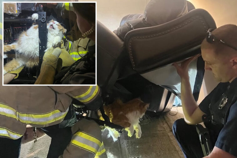 kansas-firefighters-rescue-chubby-cat-trapped-in-massive-recliner-while-trying-to-hide-from-the-vet