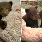 fur-suits-and-strange-masks:-how-handlers-are-helping-orphaned-bear-cubs-after-monrovia-attack