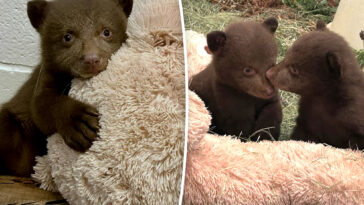 fur-suits-and-strange-masks:-how-handlers-are-helping-orphaned-bear-cubs-after-monrovia-attack