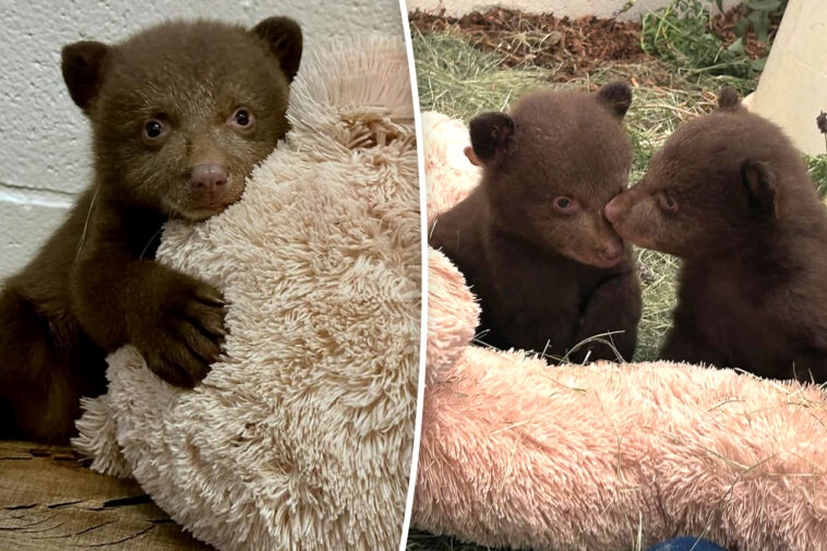 fur-suits-and-strange-masks:-how-handlers-are-helping-orphaned-bear-cubs-after-monrovia-attack