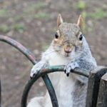 video:-squirrels-‘vaping’-discarded-e-cigarettes-due-to-fruity-aromas