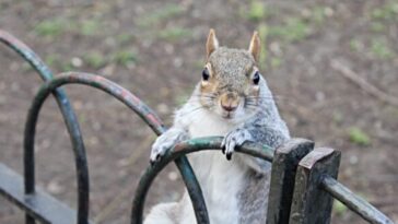 video:-squirrels-‘vaping’-discarded-e-cigarettes-due-to-fruity-aromas