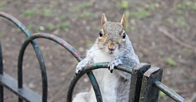 video:-squirrels-‘vaping’-discarded-e-cigarettes-due-to-fruity-aromas