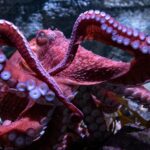 ‘ghost’-octopus-dies-after-tragic,-built-in-death-spiral-at-long-beach-aquarium