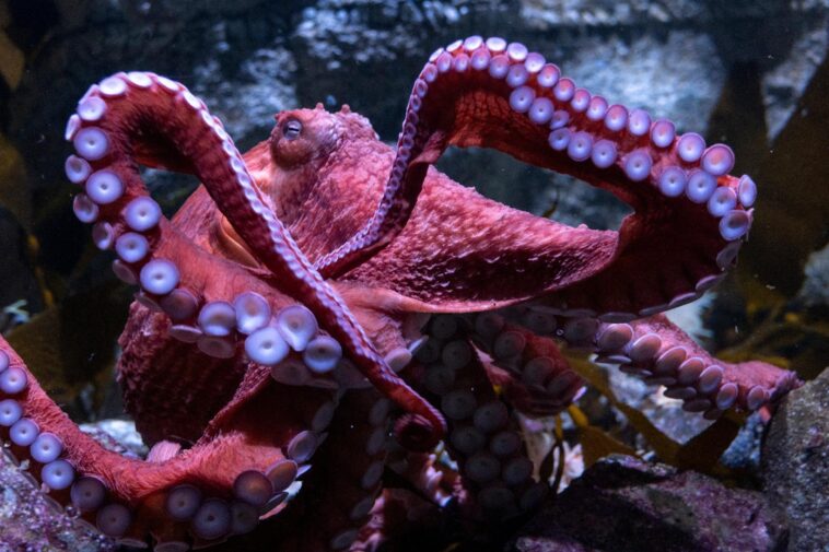 ‘ghost’-octopus-dies-after-tragic,-built-in-death-spiral-at-long-beach-aquarium