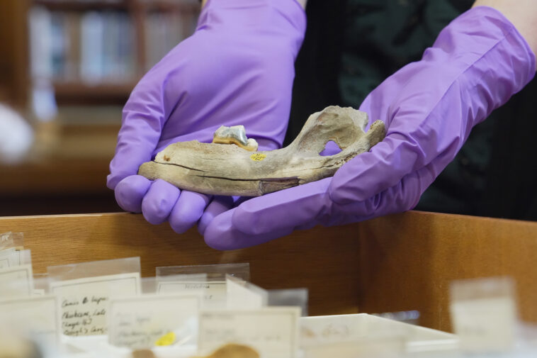 new-studies-of-ancient-dogs-help-scientists-understand-origin-of-humanity’s-closest-companion