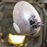 nasa-astronaut-responds-to-online-panic-over-“tentacled”-object-on-iss