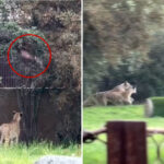 animals-gone-wild:-incredible-video-of-show-bird-escaping-cheetahs-at-the-zoo