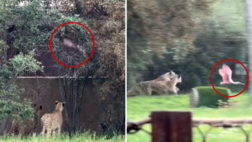 animals-gone-wild:-incredible-video-of-show-bird-escaping-cheetahs-at-the-zoo