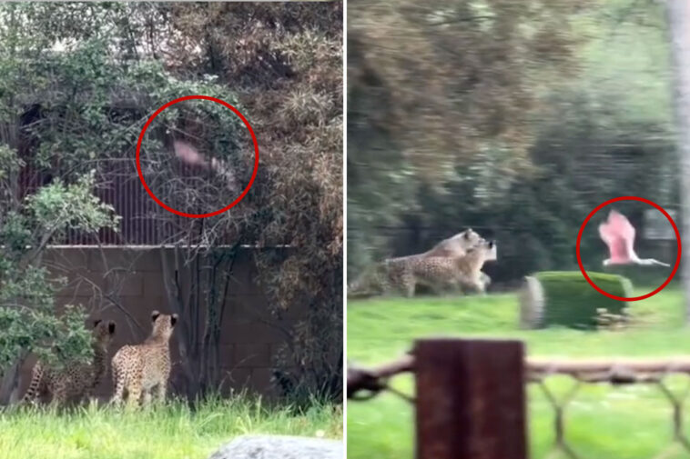 animals-gone-wild:-incredible-video-of-show-bird-escaping-cheetahs-at-the-zoo