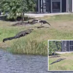 crane-scares-off-alligator-in-epic-showdown:-‘most-florida-video-ever’