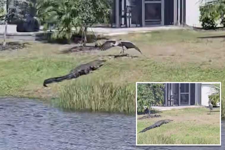 crane-scares-off-alligator-in-epic-showdown:-‘most-florida-video-ever’