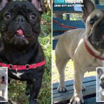 devastated-dog-dad’s-4-adorable-bulldogs-missing-after-nyc-walker-never-returned-with-pups:-owner