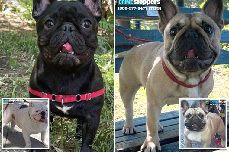 devastated-dog-dad’s-4-adorable-bulldogs-missing-after-nyc-walker-never-returned-with-pups:-owner
