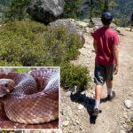 summer-of-the-serpent:-warning-issued-as-yet-another-rattlesnake-bite-turns-deadly