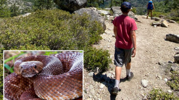 summer-of-the-serpent:-warning-issued-as-yet-another-rattlesnake-bite-turns-deadly