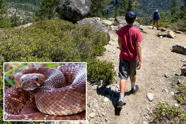summer-of-the-serpent:-warning-issued-as-yet-another-rattlesnake-bite-turns-deadly