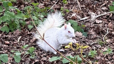 uk-man-finds-rare-albino-squirrel-after-mistakening-it-for-a-plastic-bag:-‘i’ve-never-seen-one-before-in-my-life’