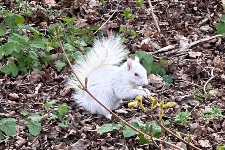 uk-man-finds-rare-albino-squirrel-after-mistakening-it-for-a-plastic-bag:-‘i’ve-never-seen-one-before-in-my-life’