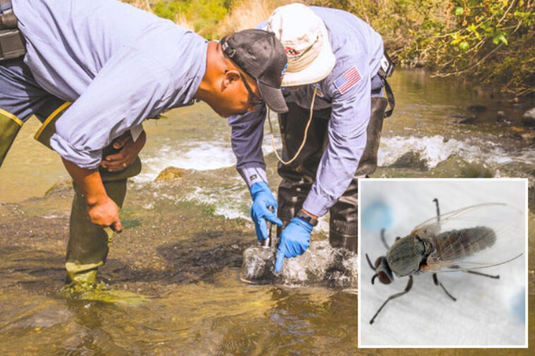 black-flies-plague-socal-community-—-painful-bites-around-eyes-and-neck-reported-for-humans-and-animals