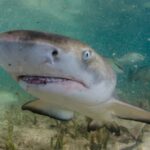 the-buzz-is-real:-baby-shark-tests-positive-for-cocaine